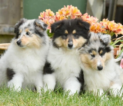 Collie Pups